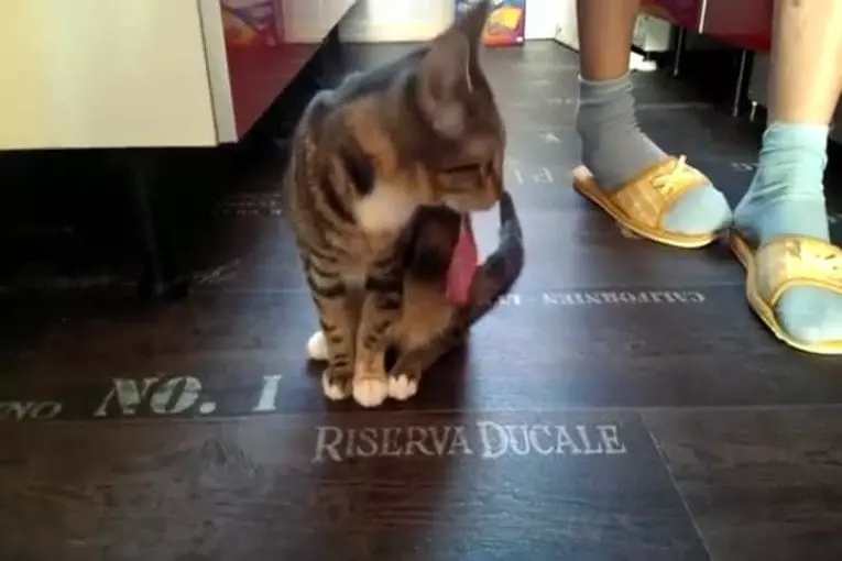 Ce chaton pourrait avoir besoin d’un cure-dent