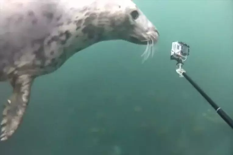 Approbation d’un phoque