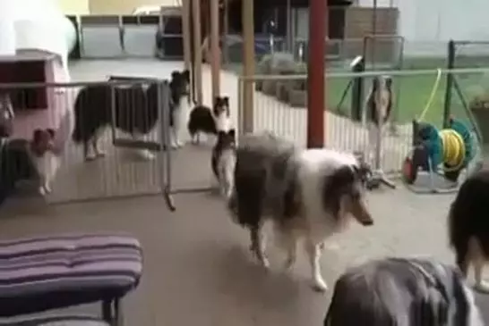 Chiens attendent patiemment d’être appelé pour le dîner