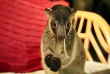 Ce petit kangourou va faire fondre votre cœur