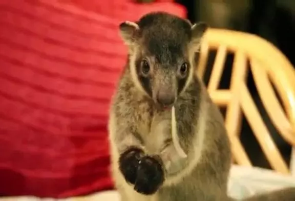 Ce petit kangourou va faire fondre votre cœur