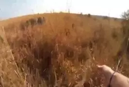 GoPro attaché au dos d’un lion