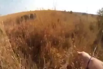 GoPro attaché au dos d’un lion