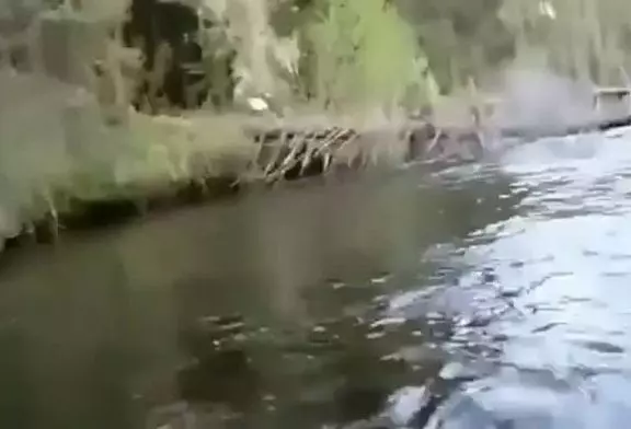 Pygargue à tête blanche vole le poisson de l’homme