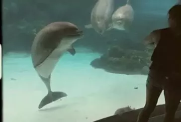 Fille fait rire des dauphins en faisant de la gymnastique