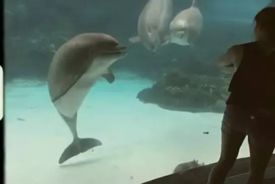 Fille fait rire des dauphins en faisant de la gymnastique