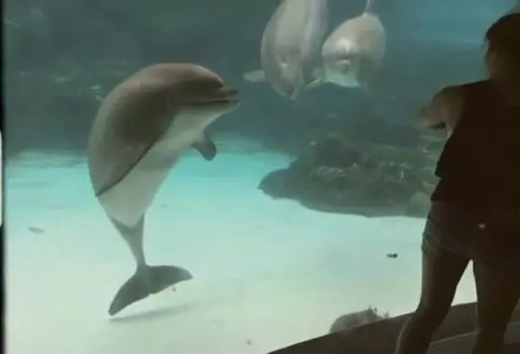 Fille fait rire des dauphins en faisant de la gymnastique