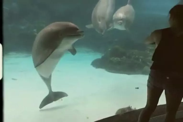 Fille fait rire des dauphins en faisant de la gymnastique