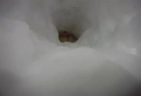 Corgi traverse un tunnel de neige