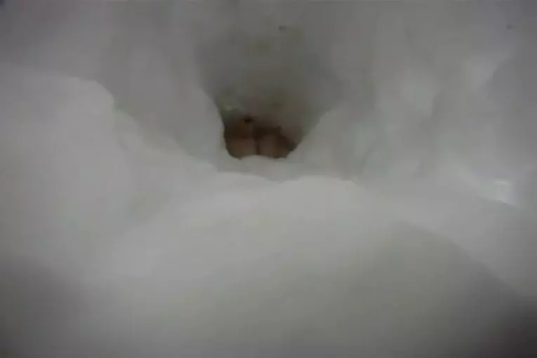 Corgi traverse un tunnel de neige