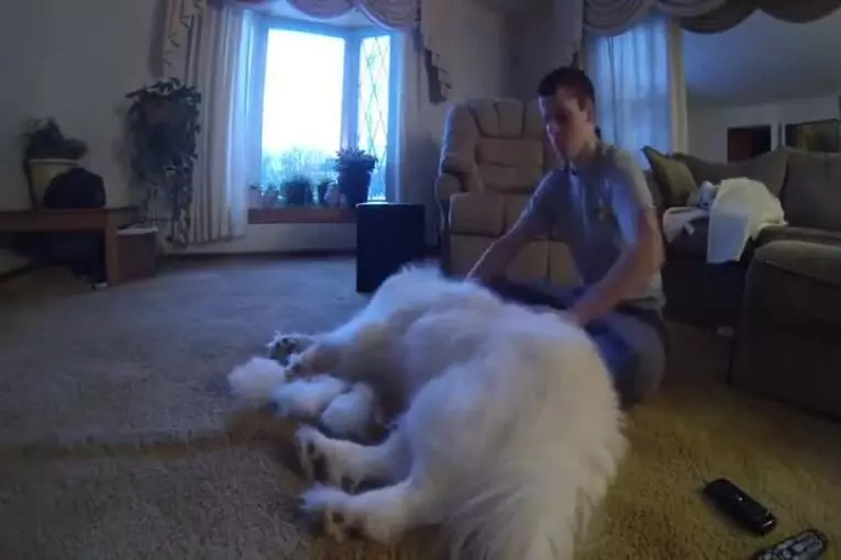 Un temps un heure laps de brosser un chien