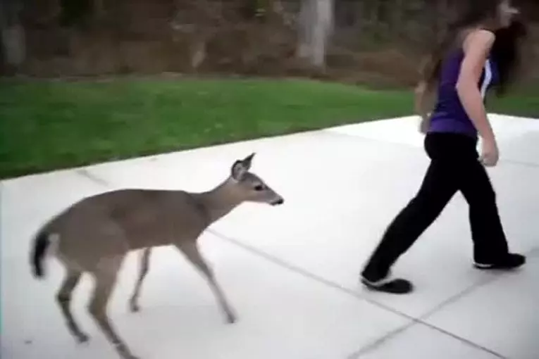Cerfs ayant bouteille dans la cuisine