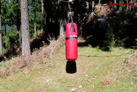 Ram colère combat Un sac de boxe