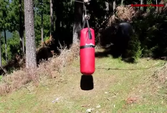 Ram colère combat Un sac de boxe