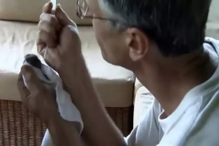Le plus petit du monde singe