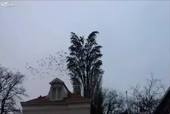 Groupe d’oiseaux volent simultanément loin