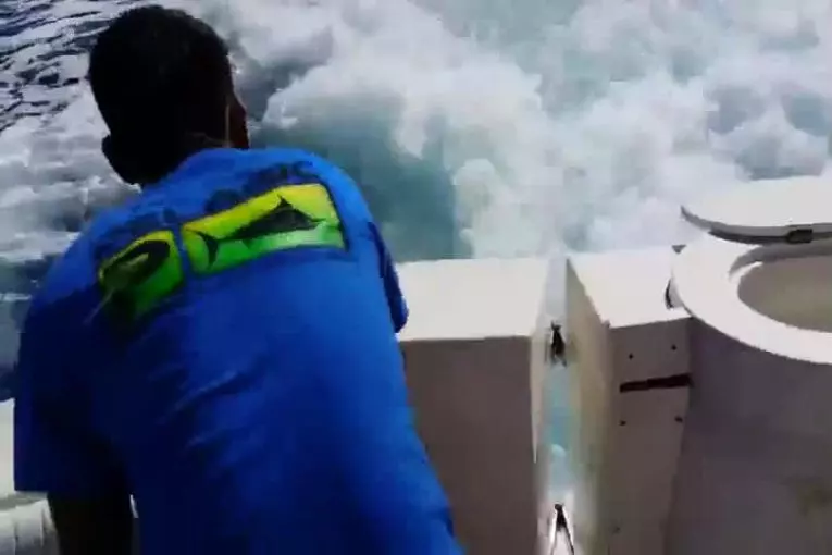 Lion de mer monte sur le bateau pour obtenir un poisson