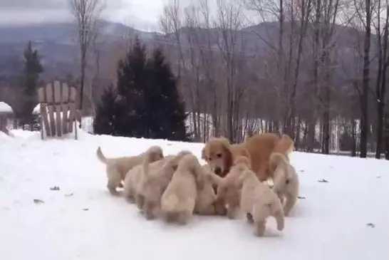 Un golden retriever et ses chiots