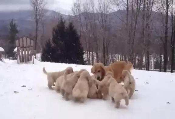 Un golden retriever et ses chiots