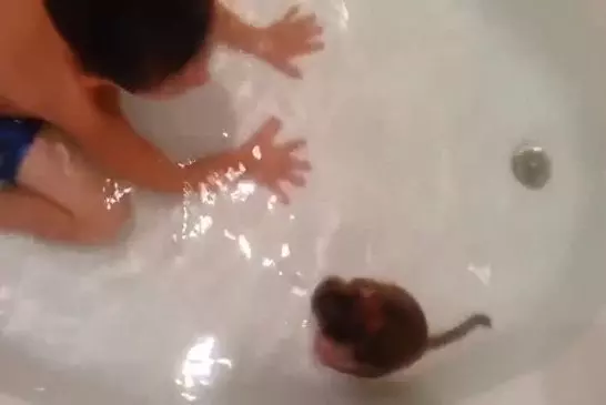 Singe piscine dans la baignoire avec un enfant