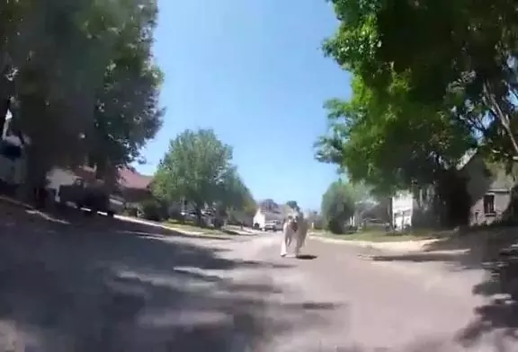 Bulldog chasse voiture rc GoPro monté