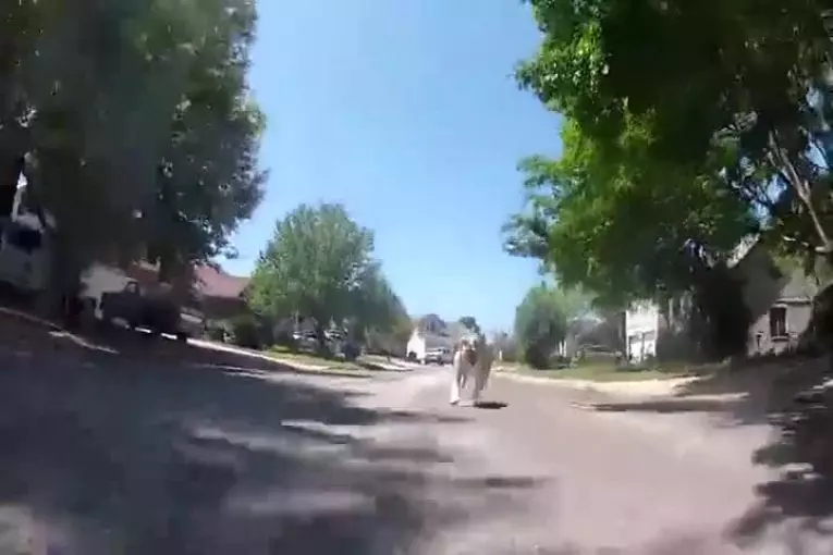 Bulldog chasse voiture rc GoPro monté