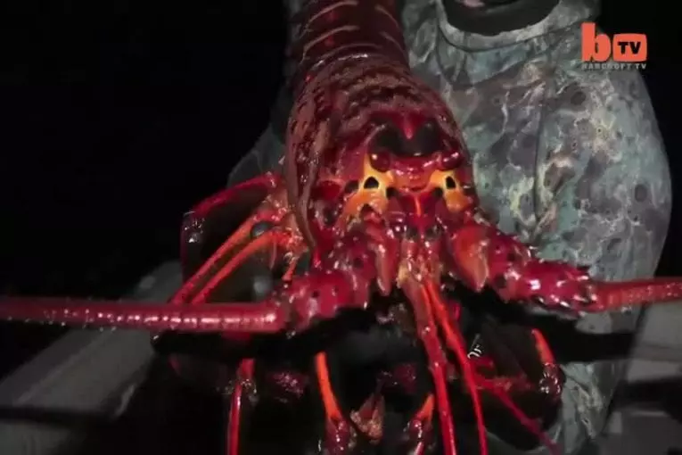 Mondes plus grand homard