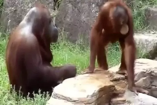 Orang-outan se refroidit comme un être humain