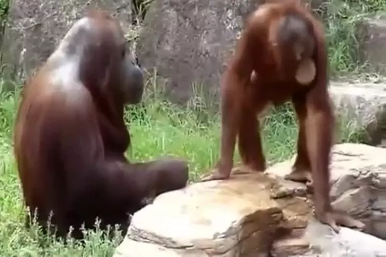 Orang-outan se refroidit comme un être humain