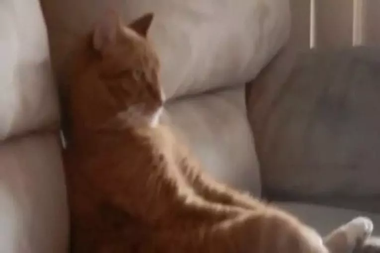 Juste un chat refroidissement Slayer