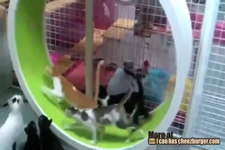 Roue de chat