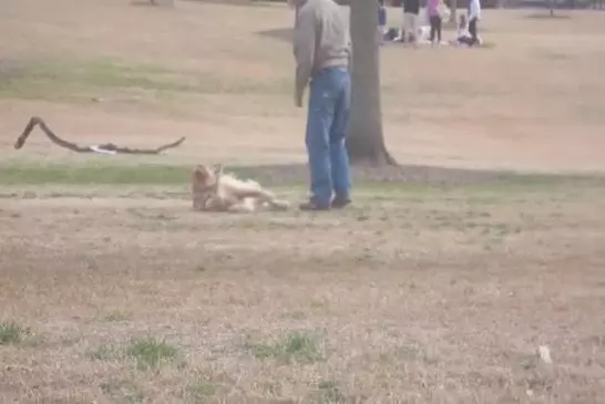 Chien paresseux ne veut pas quitter le parc