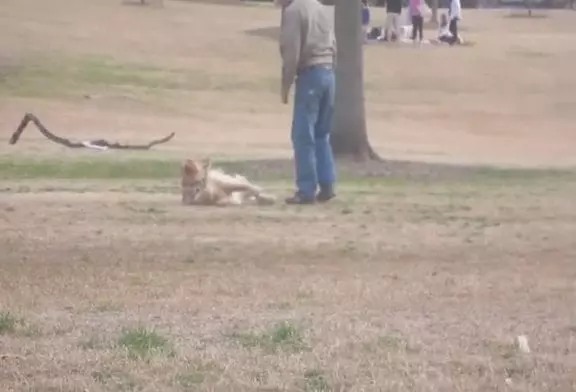 Chien paresseux ne veut pas quitter le parc