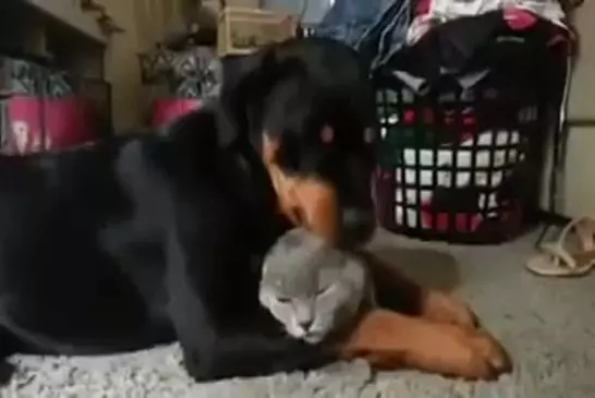 Rottweiler aime chat tellement