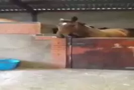 Cheval de brouillage de la musique