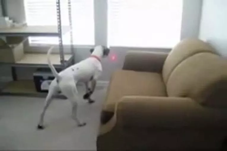 Laser monté sur le collier de chien