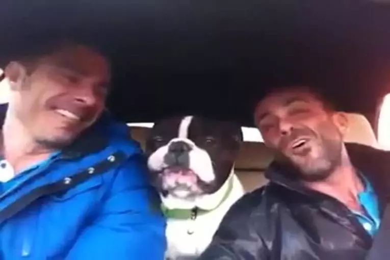 Bulldog chante avec ses propriétaires