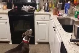 Pit-bull est terrifié d’ananas