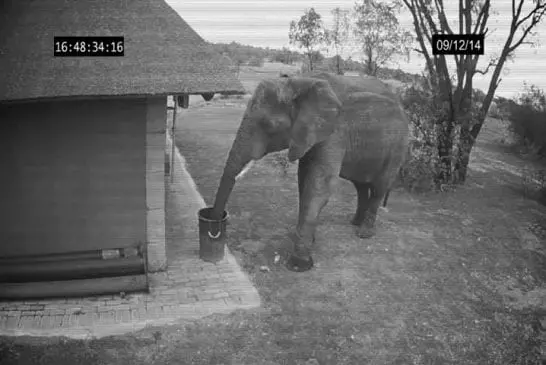 Eléphant pris sur CCTV le nettoyage de la poubelle