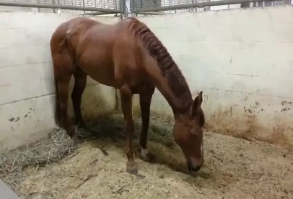 Cheval hoche la tête lui-même éveillé