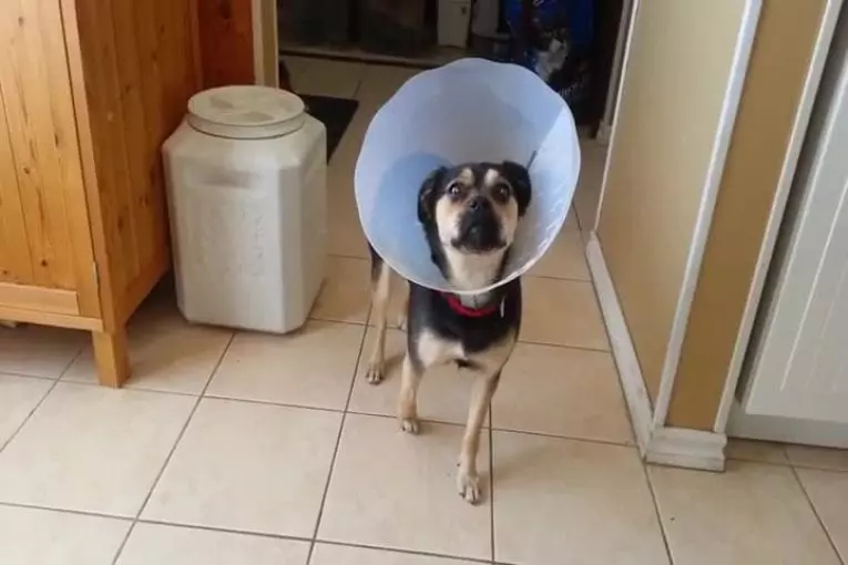 Chien refuse de bouger