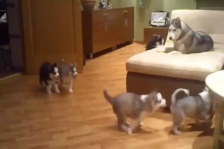 Husky jouer avec ses enfants