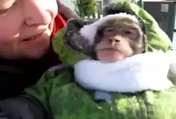 Petit singe en habit de neige