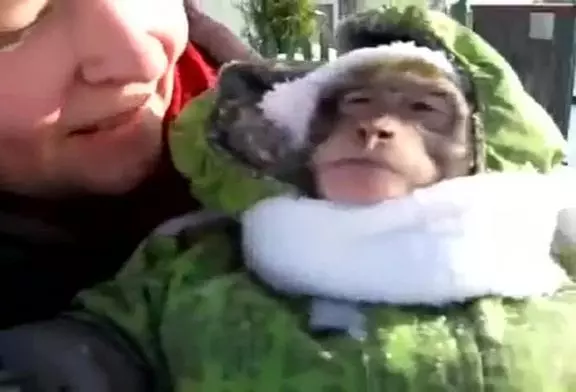 Petit singe en habit de neige