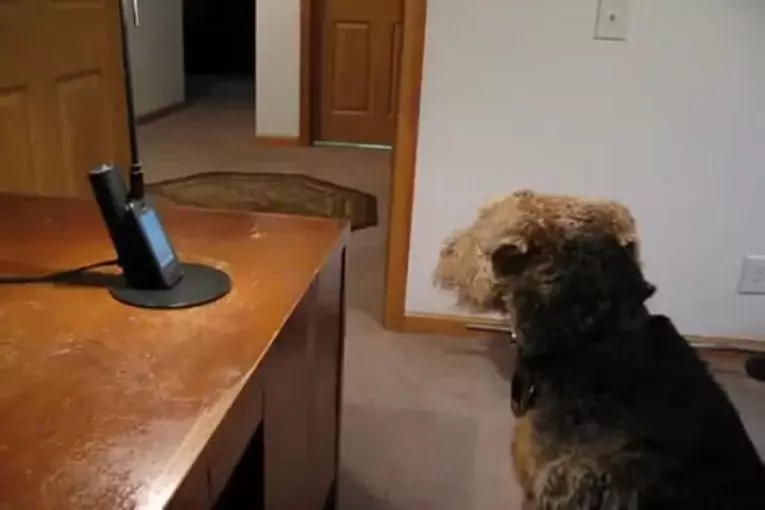 Chien manque sa momie
