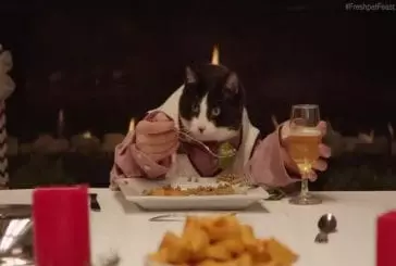 Les chats et les chiens ont un repas de fête