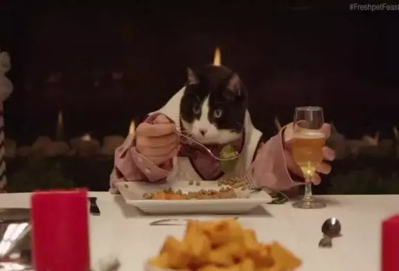 Les chats et les chiens ont un repas de fête
