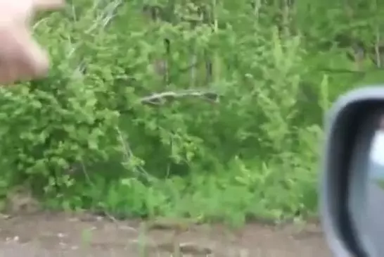 Russes ne ont pas peur de l’ours