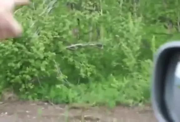 Russes ne ont pas peur de l’ours