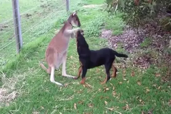 Un kangourou jouant avec un rottweiler